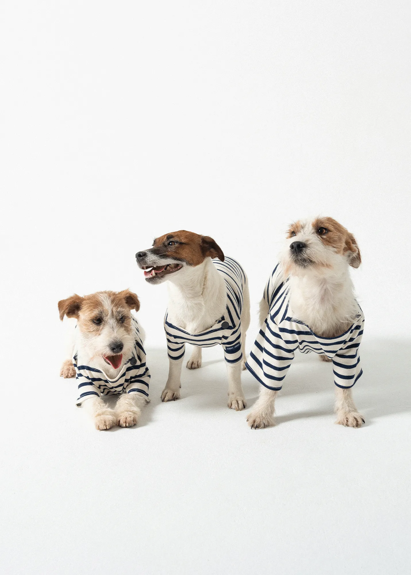 La Toutounire SAINT JAMES - marinire pour chien (ECRU/MARINE)