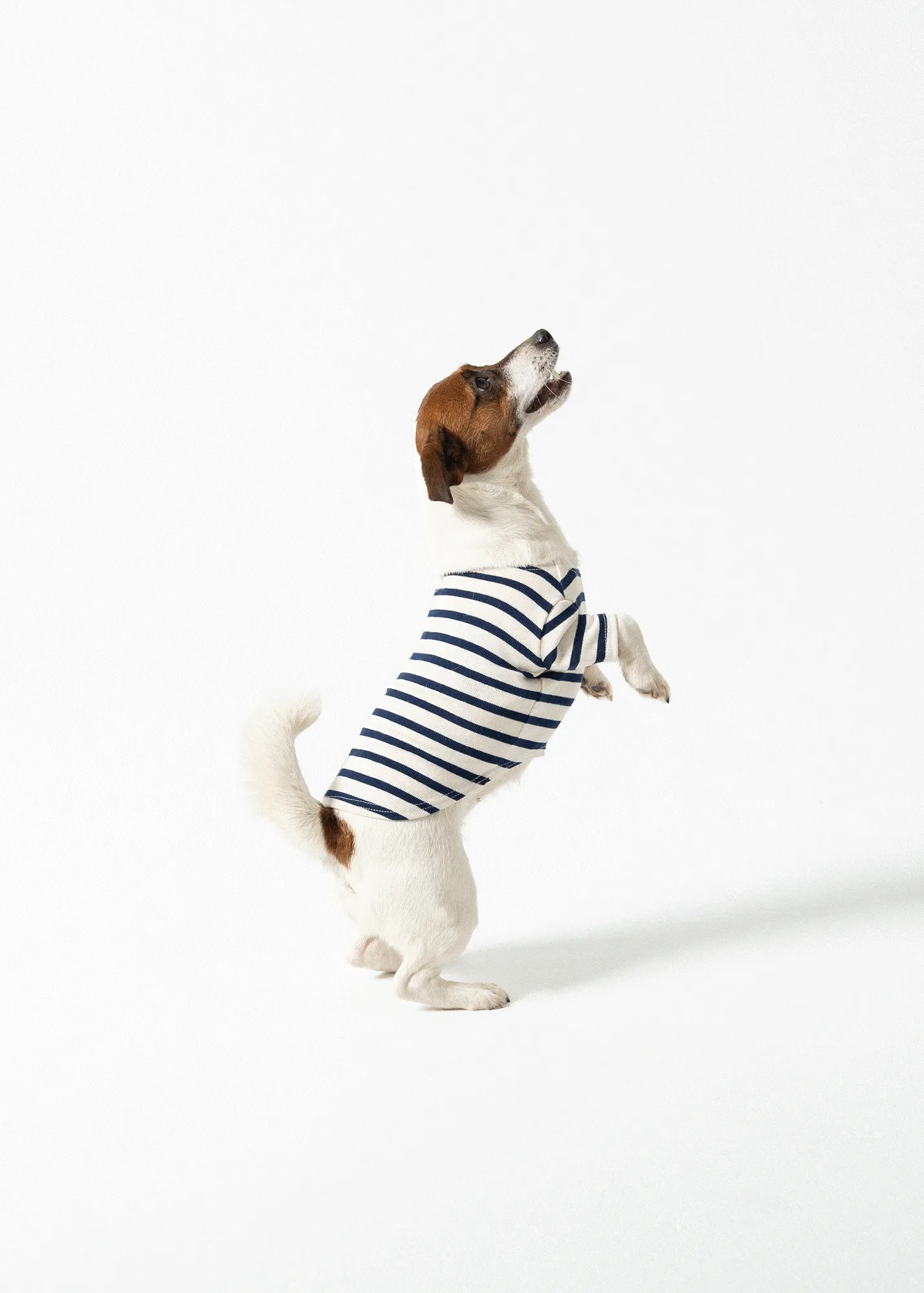 La Toutounire SAINT JAMES - marinire pour chien (ECRU/MARINE)